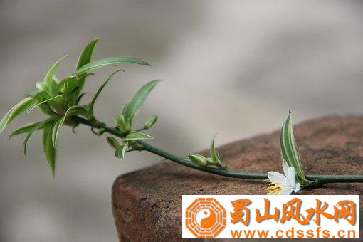 吊兰如何摆放才能不破坏家居风水？