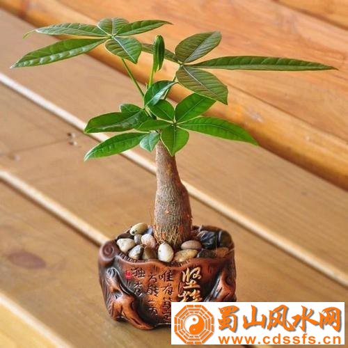 家居风水必备招财树，如何摆放才能旺财旺运