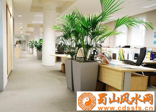 办公室玄关风水植物的摆放，这类带刺的植物千万别放！