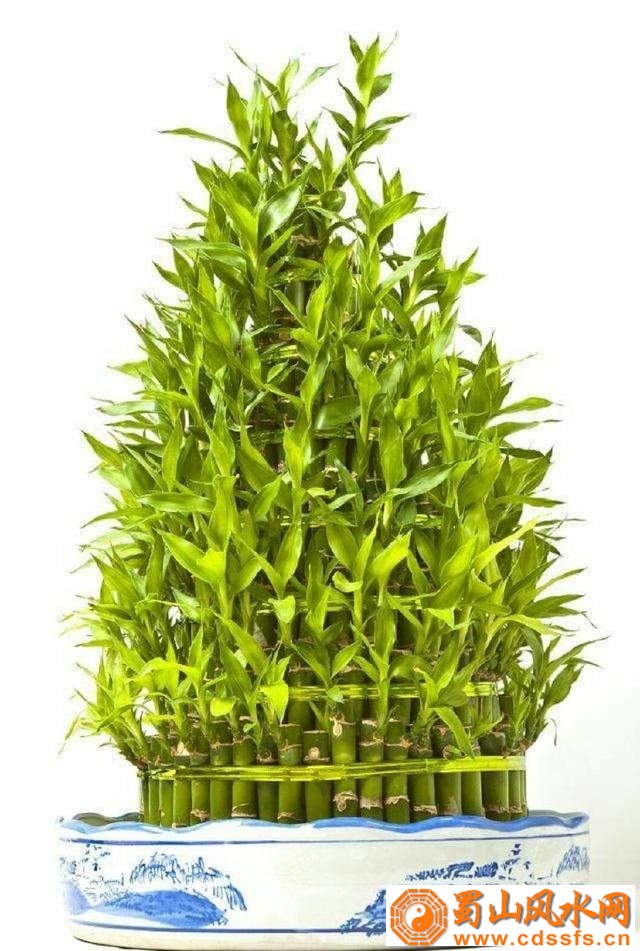 家居风水植物摆放技巧及注意事项