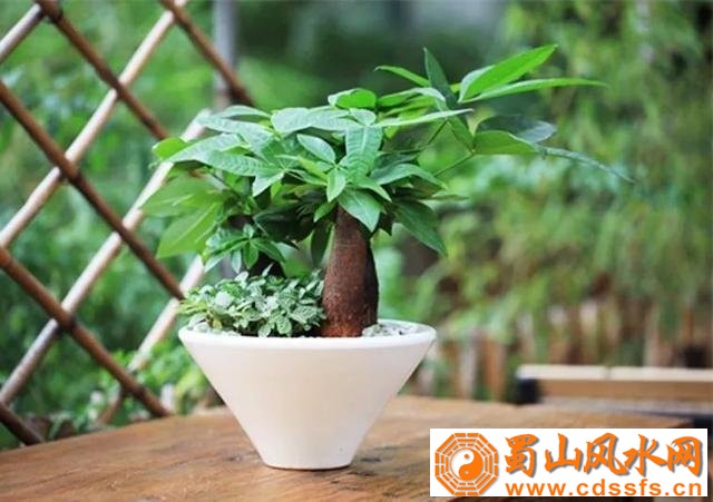 家居风水想旺财，这样布置就够了