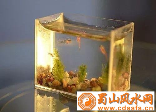 鱼缸摆放要谨慎，小心招财风水反变成破财局！