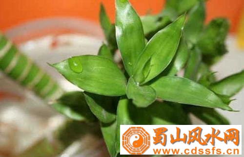 9种改善家居风水的植物
