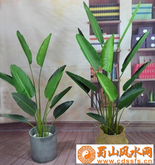 家居植物的风水功效怎么体现？