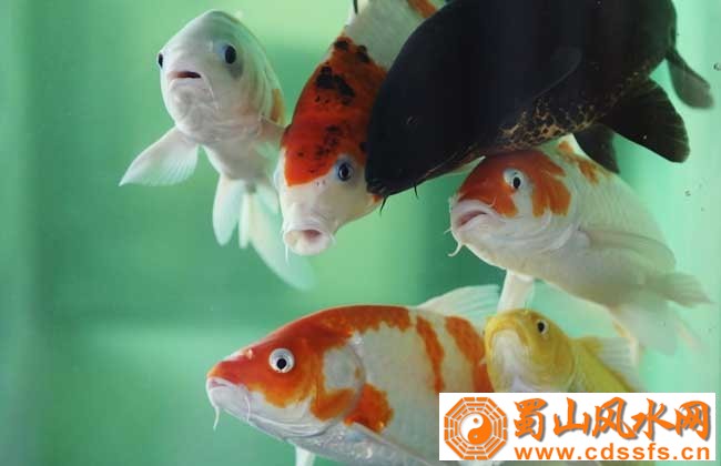 锦鲤养几条最招财